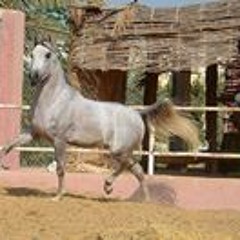 Al Etaq Arabians