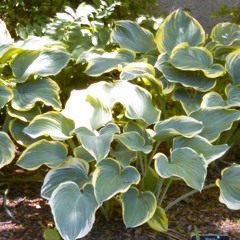 provocativeprofanity