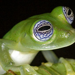 frogpiss.com