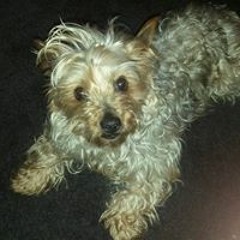 Lucy Princess Tucker