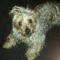 Lucy Princess Tucker