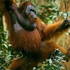 Synthia Lynneal Emerson