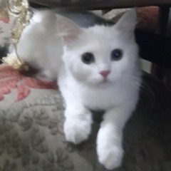 lillykilly