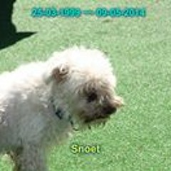 Giovanni van Der Want