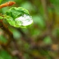Rain~drop*11
