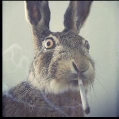 Rabbit_Summer_Music