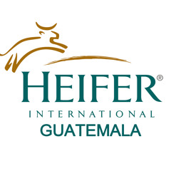 HeiferInternationalGuate