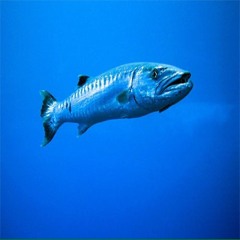 BarracudaGirl