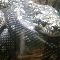 rattleratarstar