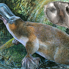 Platypus' dysfunct!on