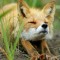 foxbeat