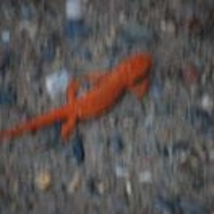 Elizabeth Fraser Live 2012