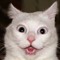 Cat White 4