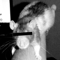 Muroidea