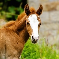 Filly W