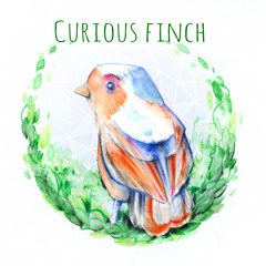 Curious Finch