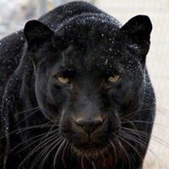 Crystal Powder Mussa