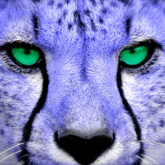 BluCheetah