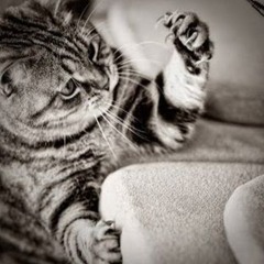 Rimanta Kraunaitytė