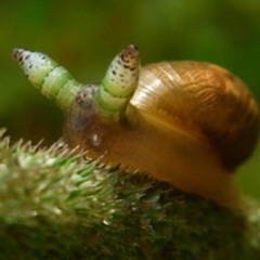 Jake the snail