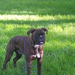 Scottie Campbell Beard