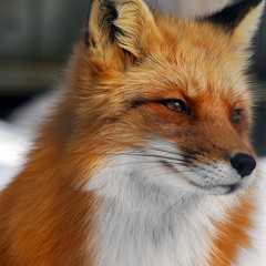 Vulpes Bavaria