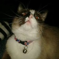 Skainrdai Lichtgestalt