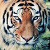 Buddy (2nd Account) avatar
