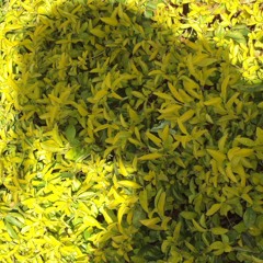 Priyanka Suryanarayan