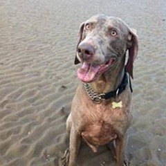 Tony Overworked Brown