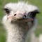 Man Ostrich.