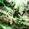Nagash music