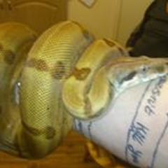 Ben Ramsdens Reptiles