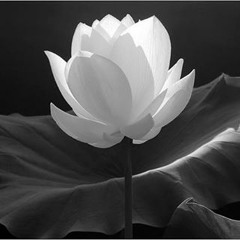 Elizabeth Navarrete 13