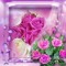 hanan