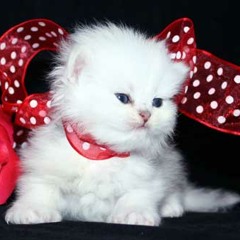 Esraa Ali Abd Elrhman