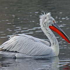 Delicate Pelican