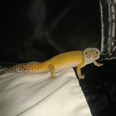 Uber Geckos