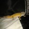 Uber Geckos