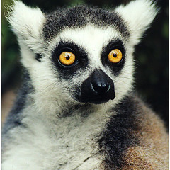Lemur_sama