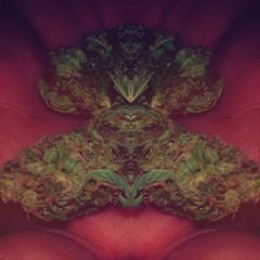 jotacontree