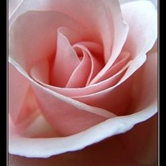 Flossy Dumplin Crowner