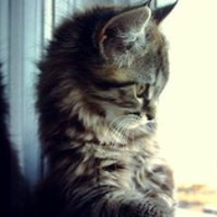 Aldo Bruno Lordvam X X