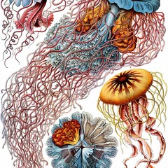 - Medusae -