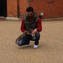 Faisal Almotawa
