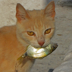 Amir Ashour Novirdoust