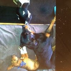 Angelique De Wiechels