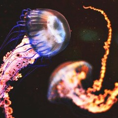 hirinemoni