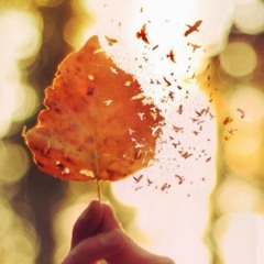 Sofay(: