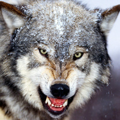 XwolfX